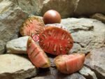 Rare Tomato Huge Black Tomato