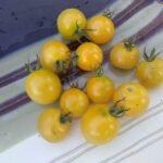 SNOW WHITE CHERRY TOP 10 JOE BRATKA