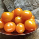 SUNGOLD SELECT BRAD GATES CHERRY
