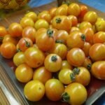 SUNRISE BUMBLE BEE TOMATOES PICTURE BLOG