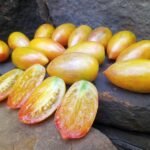 SWEET CREAM TOMATO BY BRAD GATES