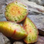 TAIGA TOMATO BICOLORED