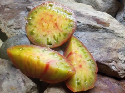 TAIGA TOMATO BICOLORED