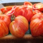UNIQUE SCHIMMEIG TOMATOES
