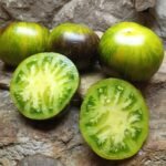 XANADU GREEN GODDESS TOMATO BRED BY BLANE HORTON