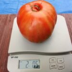Australian Beauty Tomato The Best Rare Canning Heirloom Tomato
