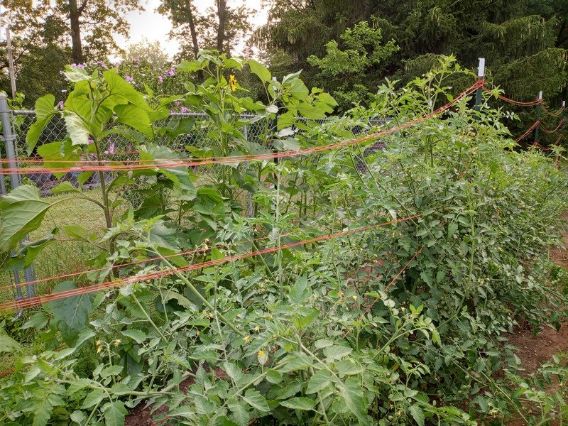 Why A Compost Pile Is Worth Starting By Bounty Hunter Seeds!