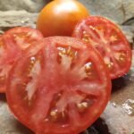 Ivan Tomato The Best Red Sauce Tomato Seeds Available Here.
