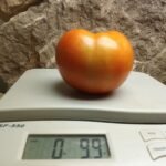 Ivan Tomato The Best Sauce Tomato Seeds Available Here