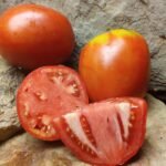 Knauss Oxheart Tomato The Best Rare Heirloom Canning Tomato