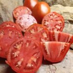 Knauss Oxheart Tomato The Best Rare Heirloom Red Canning Tomato.