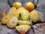 Orange Russian 117 Tomato - Image 10