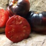 Sgt Peppers Tomato A Popular Oxheart Tomato