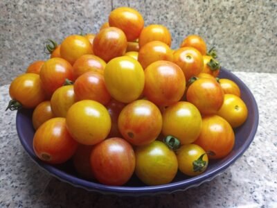 Sunrise Bumble Bee Tomato Top 5 Sweetest Striped Cherry Tomatoes By Fred Hempel