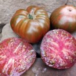 Best Striped Beefsteak Tomato Zebra Ezel Tomato Seeds Available Here