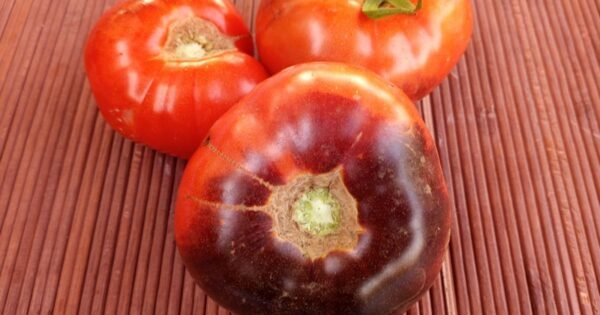 Antho Tomato Siberian Panther Tomato Seeds Available Here.