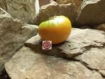 Persimmon Tomato Slicing Tomato