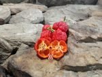 7 Pot Brain Strain Pepper Red Super Hot Peppers.