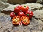 7 Pot Brain Strain Pepper