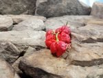 7 Pot Brainstrain Pepper.