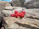 7 Pot Brainstrain Pepper Super Hot Peppers.