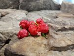 7 Pot Brainstrain Peppers.