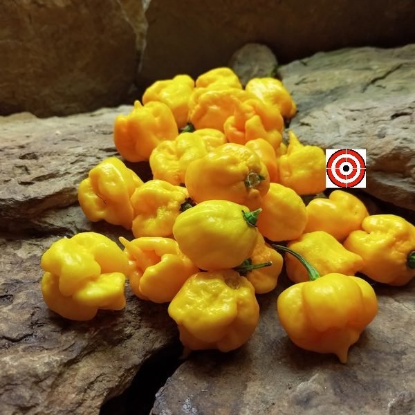 7 Pot Yellow Pepper