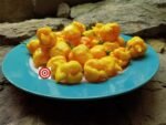 7 Pot Yellow Pepper - Image 2