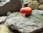 Alice Roosevelt Tomato