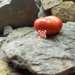 Alice Roosevelt Tomato