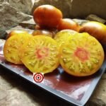 Alice's Dream Tomato