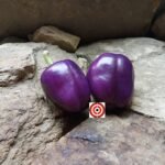 Amethyst Pepper