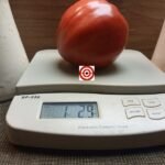 Anna Maria's Heart Tomato