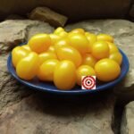 Annie's Sunshine Tomato