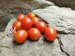 Australian Plum Tomato