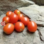Australian Plum Tomato