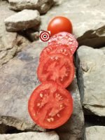 BRH-961 (F2) Tomato