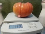 Bear Claw Tomato