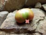 Bear Claw Tomato.