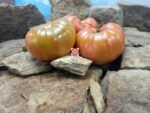 Bear Claw Tomato Giant Tomatoes