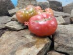 Bear Claw Tomato The Best Sandwich Tomato