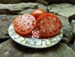 Beaverlodge Tomato