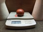 Becker's Blaue Dolgener Tomato