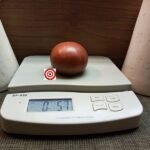 Becker's Blaue Dolgener Tomato