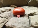 Beefsteak Tomato Brutus Magnum Tomato