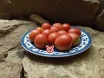 Bendigo Blush Dwarf Tomato