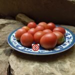 Bendigo Blush Dwarf Tomato