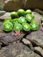 Beryl Beauty Dwarf Tomato