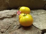Big Yellow Zebra Tomato Seeds