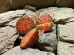 Black Beefsteak Tomato Blood Moon Tomato